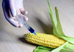GMO unia europejska
