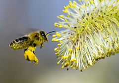 bee