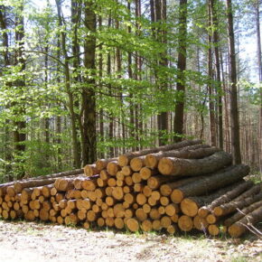 Drewno w Polsce jest najdroższe w Europie