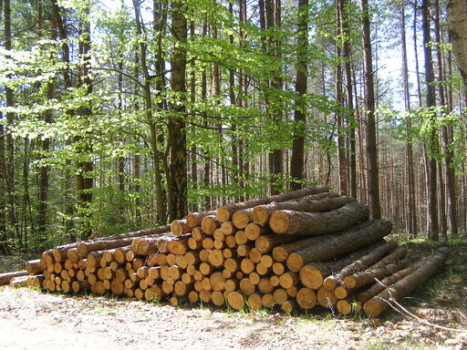 Drewno w Polsce jest najdroższe w Europie