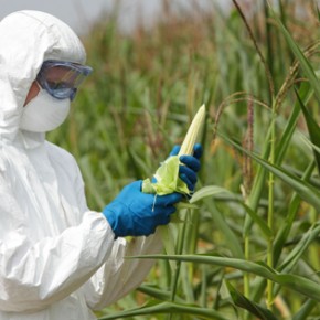 Na świecie wzrosła liczba upraw GMO