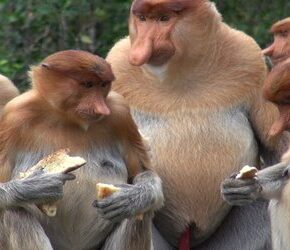 Małpia ospa zagraża głównie mniejszościom seksualnym