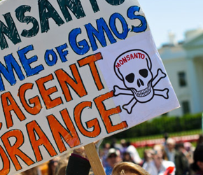 Wokół Monsanto: nowe badania, batalie sądowe, protesty...