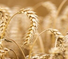 Indie zakazały eksportu pszenicy