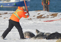 seal-hunting