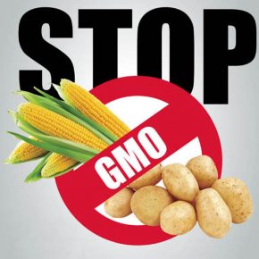 Polskie mleczarnie przeciwko paszom GMO