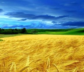 Bułgarscy rolnicy będą blokować zboże z Ukrainy