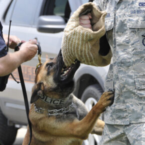 Psy policyjne w Kalifornii okazały się być reliktem "rasizmu"